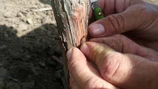 Прививка, окулировка винограда в штамб под кору.grape grafting in stamb