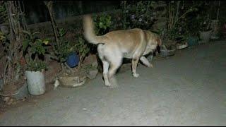 DOG AND BALL  LABRADOR DOG PLAYING BALL   JAI BANKE BIHARI is live