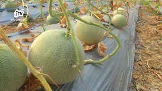 Pemuda Sukses Budidaya Melon Dengan Konsep Green House