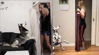 Dog Reaction to Magic Trick with Blanket - Funny Dog Reaction to Magic Trick Compilation