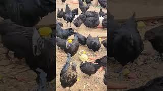 Kadaknath Desi Poultry