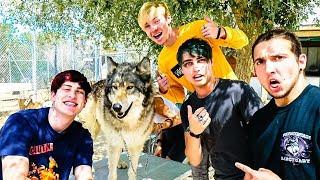 WE ADOPTED A WOLF! w/ Sam, Colby, Corey & Jake