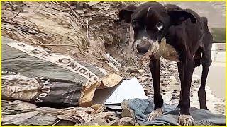 It's Time to End My Life! 10 Years Old Dog Tearfully Beg for A Last Favor on Landfill