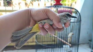 UNBOXING BURUNG TRUCUKAN OMBYOKAN SUPER DARI BONDOWOSO JAWA TIMUR, MANTAP SEKALI