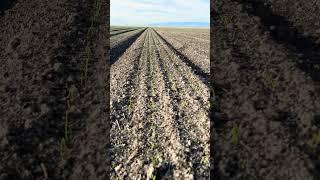 Progress on the onion  field( 4 )week ￼ 5/14/2024#farming #onion#potato #garlic #agriculture