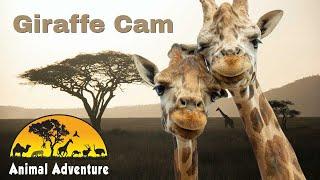 Oliver, Johari & Alora - Giraffe Deck Cam - Animal Adventure Park