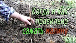 Когда и как правильно сажать малину