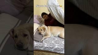 Fikar to hai  || labra rubi || #youtubeshorts #shorts #labrador #dog #funny #memes #viralshort