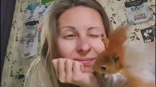 Белка- домашнее животное ️ The squirrel is a pet