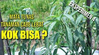 CARA AGAR MERIMBUNKAN TUNAS PADA CABE | CARA MENANAM CABE