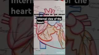 Heart diagram #heart #diagram #internalview #trending #medical #biology #neet #avarts #viralvideo