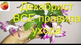 Декабрист ВСЕ Секреты Супер Цветения Все правила Ухода Schlumbergera Почему не цветет Шлюмбергера