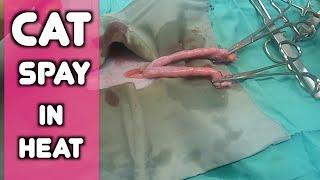 How to Spay an Adult Cat in Heat | HQHVSN | Surgery tips and Tutorial