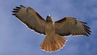 Red Tailed Hawk catching a mouse filmed at 960fps frames per second