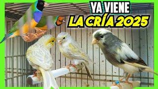 🪺Para CRÍA 2025 CAMBIANDO PÁJAROS con mi PADRE