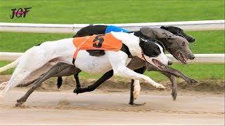 Greyhounds the fastest dogs in the world