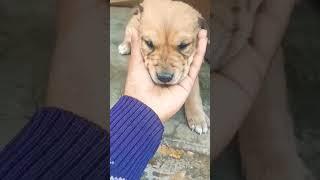 Cutie patutie️ #shorts #dogs #viral #yt #yourube #subscribe #ytshorts