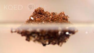 Fire Ants Turn Into a Stinging Life Raft to Survive Floods | Deep Look