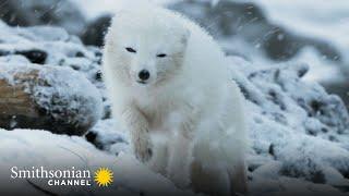 Heartwarming: Arctic Fox Couple Reunites in the Freezing Cold ️ Stormborn | Smithsonian Channel