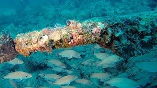 Palm Beach Wreck Dive, The Danny McCauley Memorial Reef