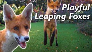 Playful Leaping Foxes