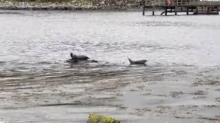 Seals in Lagavulin Bay - Islay, Scotland