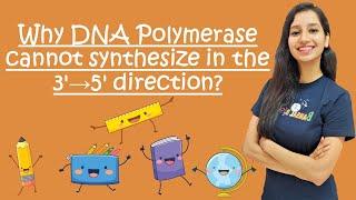 Why DNA polymerase cannot synthesize in 3'→5' direction & can only synthesize in 5'→3' direction?