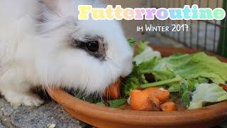 Futterroutine im Winter||Bunnys Diary