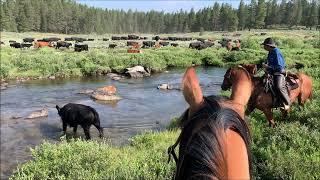 Taylor Park Cattle Drive