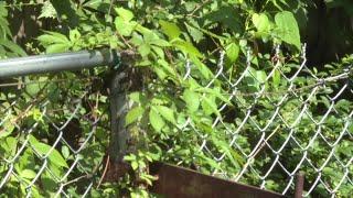 Frustration grows as code enforcement takes weeks to address rats, weeds