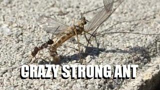 Crazy Strong Ant drags huge crane fly THROUGH A STORM