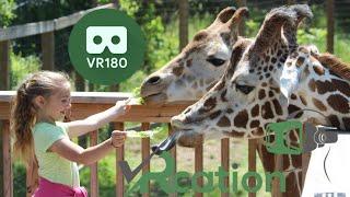 Go to the Zoo! VR180 3D VR