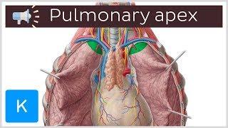 Pulmonary apex | Anatomical Terms Pronunciation by Kenhub