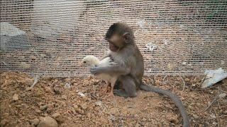 The clever nahu monkey kidnapped the child's chips to bring home to raise