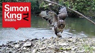 Buzzard Attacks Pigeons - Awesome!