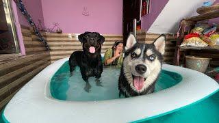 Susu Kardi Pool M|| Dog can talk part 129 || Rottweiler Dog, Husky Dog, Review reloaded