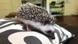 Tito's New Friend?!  A hedgehog!