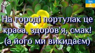 На городі портулак це краса, здоров'я, смак! (а його ми викидаєм)