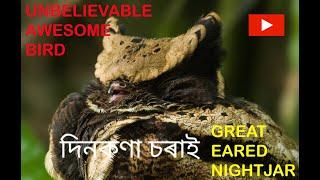 GREAT EARED NIGHTJAR.... A rare species of nightjar family. To know more Visit www.wildeast.in
