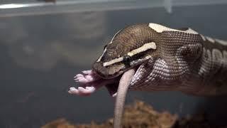 Python Eat A Large Rat /Warning Live Feeding