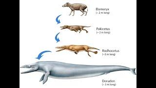 КРАТКО об эволюции китов/ археоцеты, протоценты, пакицент