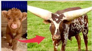Animal Transformation - cute baby animals             Dogs cows Grow Up
