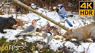 Cat TV for Cats to Watch  Beautiful Birds and Squirrels in the Snow  8 Hours 4K HDR 60FPS