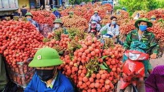 Fruit Harvesting and Processing - Lychee Harvest in Luc Ngan | Only Vietnam has This Fruit