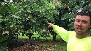 Breadfruit Tree Pruning Guide: Maintenance Pruning, Part 1