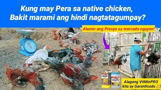 Kung may Pera sa native chicken, Bakit marami ang hindi nagtatagumpay?