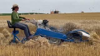 BCS 622 Reaper-Binder - In action, harvesting Wheat