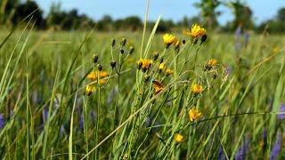 MEADOW AND FLOWERS, SUMMER MOOD IS A REST FOR THE SOUL. BEAUTIFUL VIDEO, NATURE, AND SOUNDS