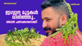 Successful Iguana breeding ഇഗ്വാന എത്ര കുട്ടികൾ വിരിഞ്ഞു?? വിരിയുന്ന രംഗം ക്യാമറയിൽ പകർത്തിയപ്പോൾ...