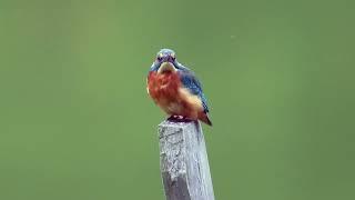 Рибалочка | Common Kingfisher